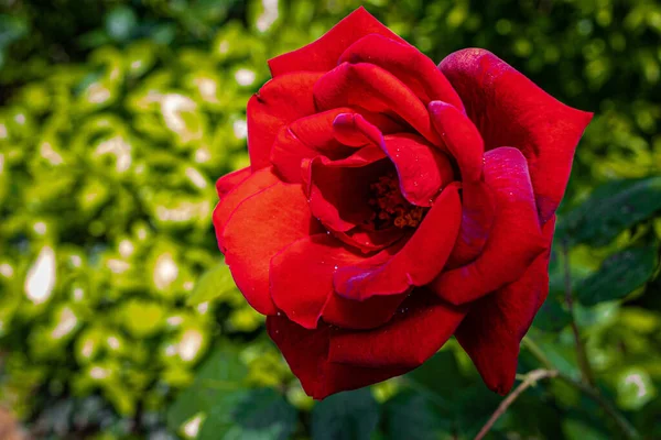 Zbliżenie Strzał Czerwonej Głowy Róży Parku Zielonym Tle Pod Jasnym — Zdjęcie stockowe