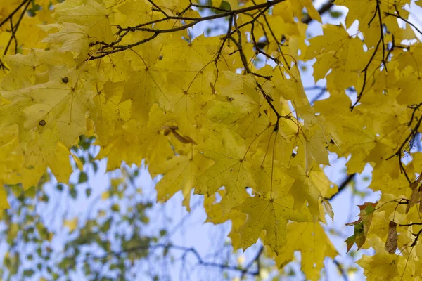 Eine Nahaufnahme Von Ahornblättern Auf Einem Baum Während Des Tages — Stockfoto