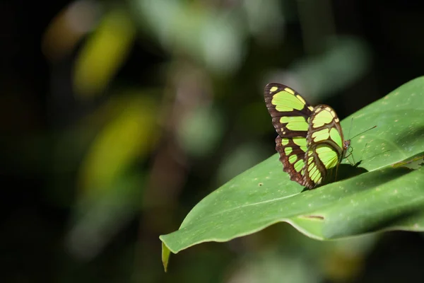 Gros Plan Papillon Vert Sur Une Feuille Fond Flou — Photo