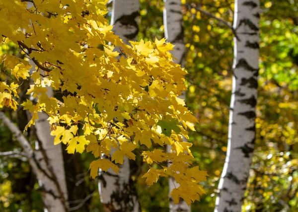 森林背景上秋天枫叶的美丽景色 — 图库照片