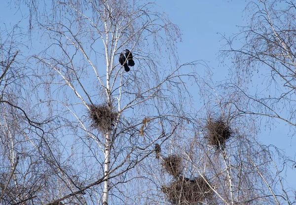 Zwei Zugvögel Hocken Auf Baumstämmen — Stockfoto