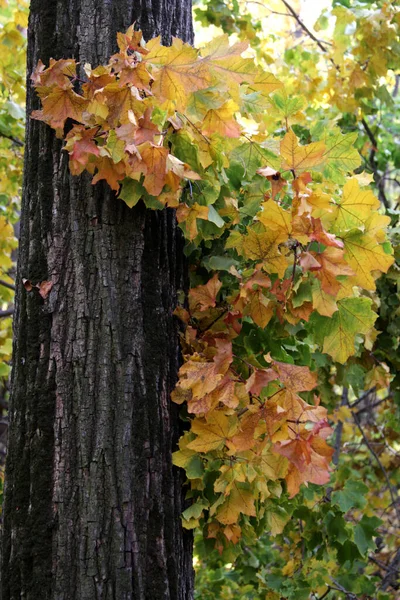 Piękny Widok Jesiennych Liści Klonu Tle Lasu — Zdjęcie stockowe
