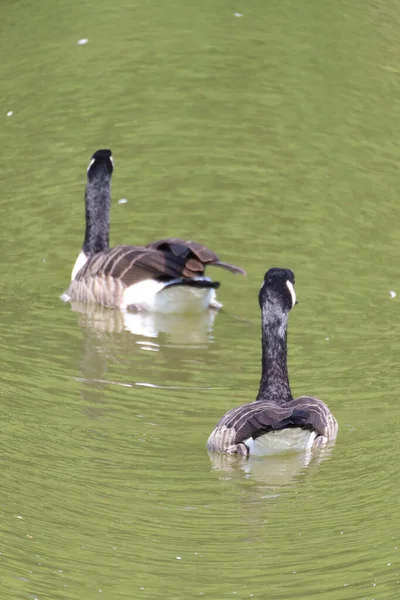 Tiro Perto Gansos Nadando Lago — Fotografia de Stock