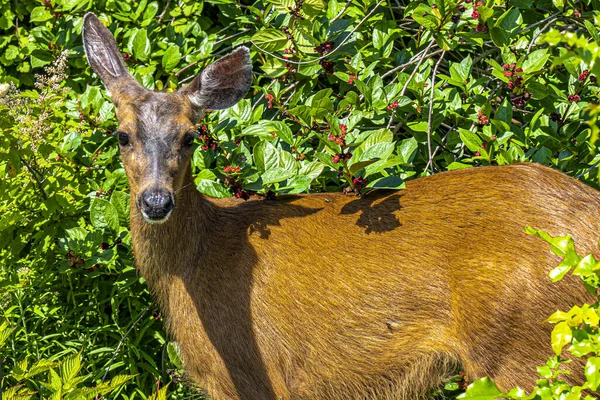 Deer Trees — Stock Photo, Image