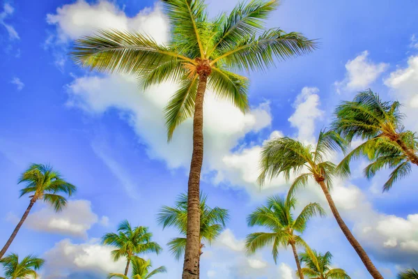 Low Angle Shot Palm Tree Blue Cloudy Sky — Stock Photo, Image