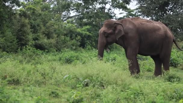 Μια Μεγάλη Ομάδα Ελεφάντων Στη Σαβάνα Του Κένυα — Αρχείο Βίντεο