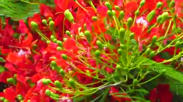 花园里的红绿郁金香 — 图库视频影像