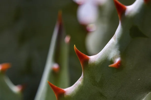 Primo Piano Cactus Spinoso Verde — Foto Stock