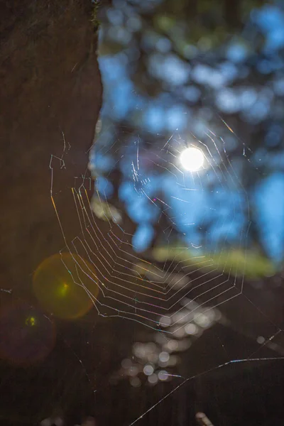 Vertical Shot Spider Web Sunlight — Stock Photo, Image