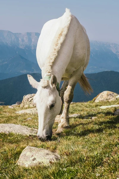 Cavalo Branco Pastando Campo — Fotografia de Stock