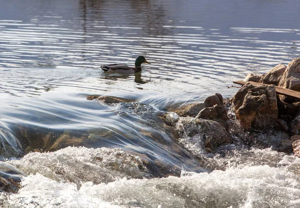 冬の日に貯水池の野生のアヒル — ストック写真
