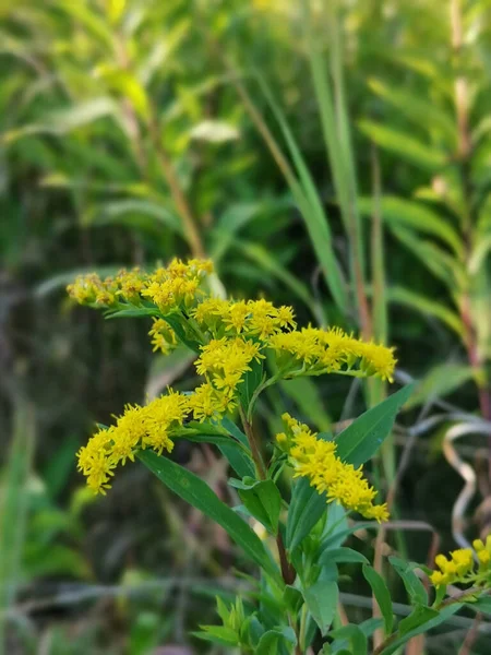 Vertikal Bild Gula Blommor — Stockfoto