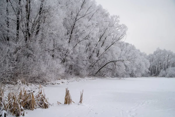 Прекрасный Снимок Заснеженных Ветвей Деревьев Лесу Морозный День — стоковое фото