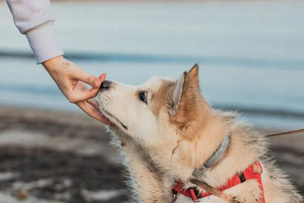 一只狗在海滩上把爪子伸出来 — 图库照片