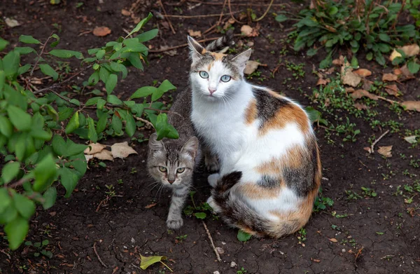 Gatos Bonitos Parque — Fotografia de Stock