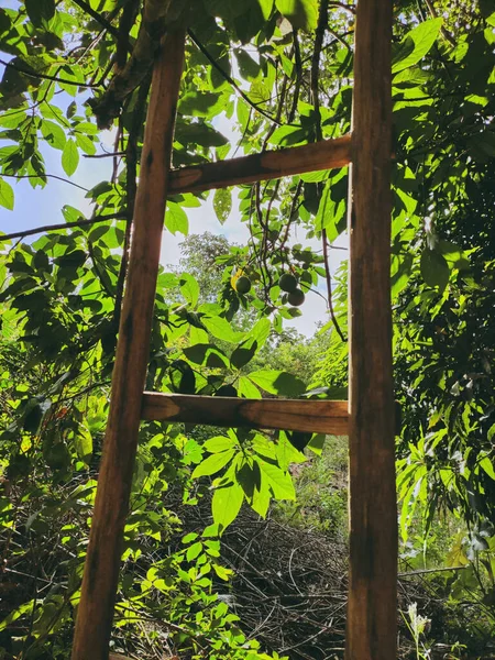 Вертикальний Знімок Дерев Яної Драбини Спирається Гілки Саду — стокове фото