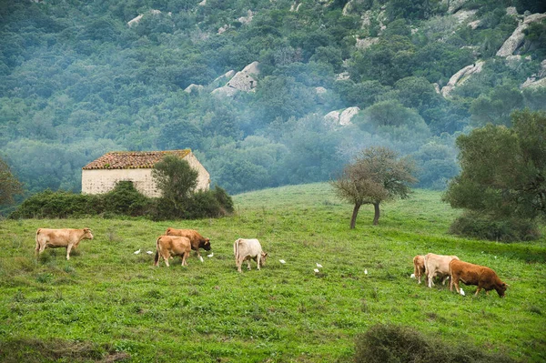 Stádo Krav Pasoucích Poli — Stock fotografie