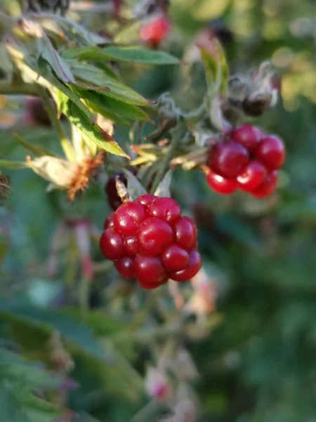 Eine Nahaufnahme Von Unreifen Brombeerfrüchten — Stockfoto