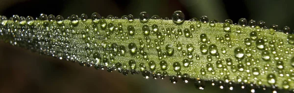Selective Focus Panoramic Shot Dewdrops Leaf Texture — Stock Photo, Image