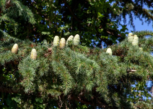 Coniferous Branch Cones Forested Mountains Background — Stock Photo, Image