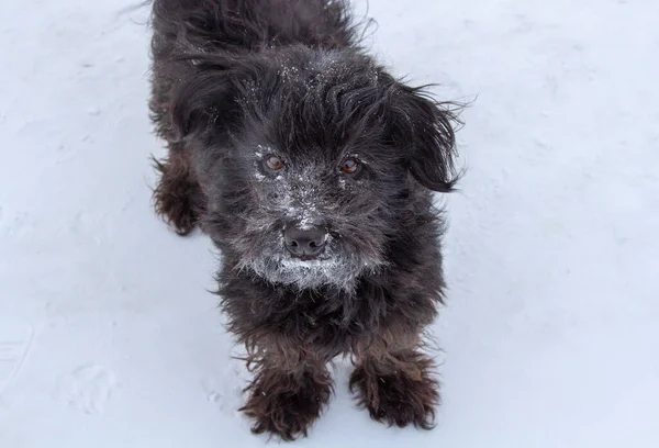 Мила Чорна Бездомна Собака Дивиться Камеру Взимку — стокове фото