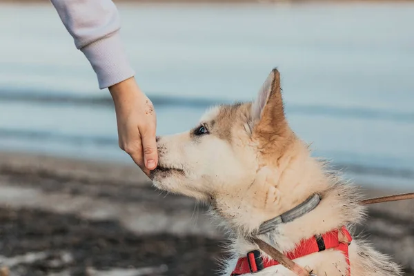 Kumsalda Patisini Uzatan Bir Köpek — Stok fotoğraf