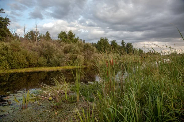 Una Maravillosa Luz Suave Mañana Río Cañas Creciendo Cerca Las — Foto de Stock