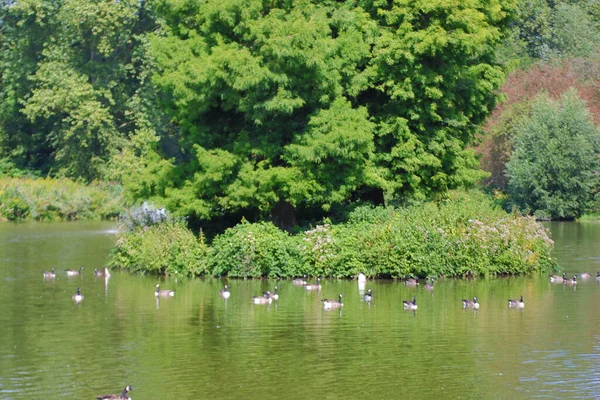 Ein Teich Mit Vielen Enten Und Grünem Gemüse — Stockfoto