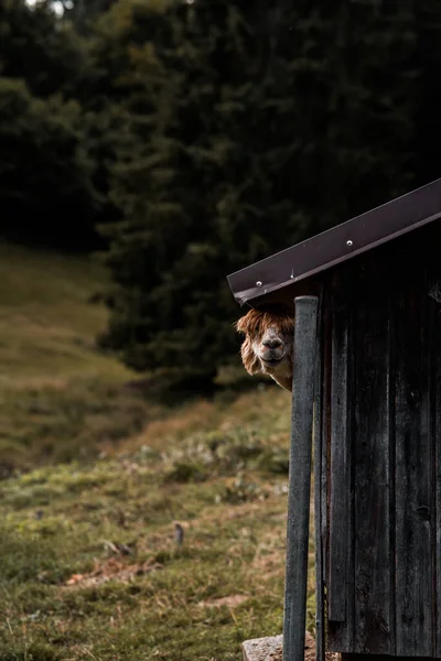 Lama Drôle Regardant Une Grange Bois Dans Verdure — Photo