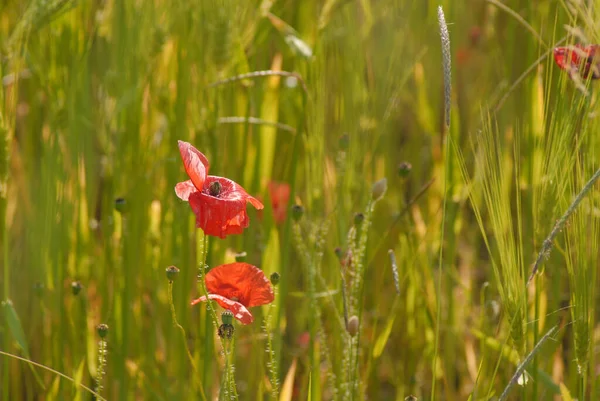 Mělké Ohnisko Záběru Červených Květin Máku Mladé Zelené Pšenice Pole — Stock fotografie