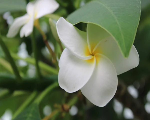 Närbild Vacker Vit Frangipani Botanisk Trädgård — Stockfoto