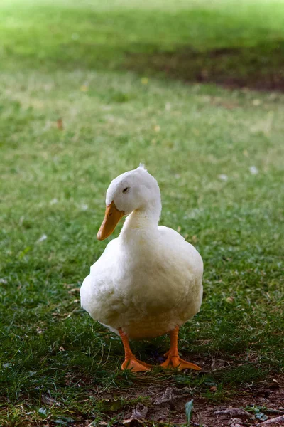 Eine Vertikale Aufnahme Eines Amerikanischen Pekin Einem Feld Sonnenlicht Mit — Stockfoto