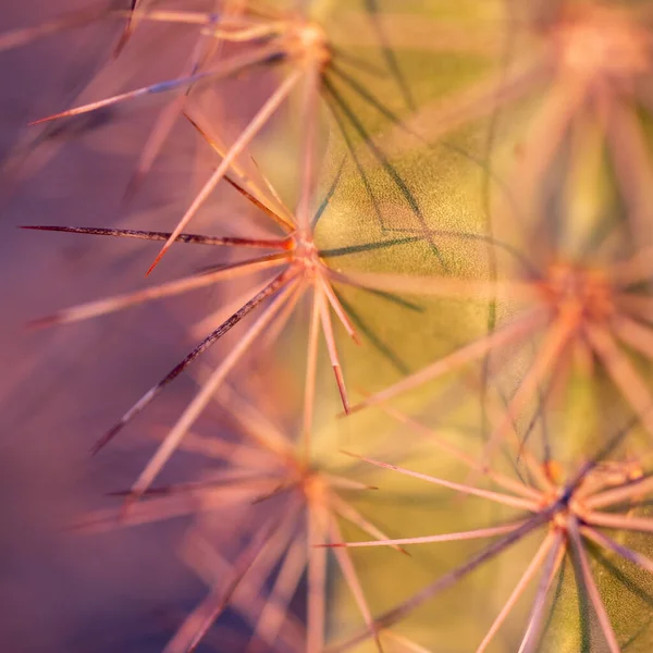 Közelkép Egy Éles Tövisű Kaktuszról — Stock Fotó