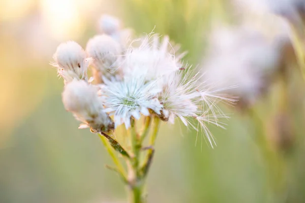 Primo Piano Bellissimo Albidum Taraxacum Giardino — Foto Stock