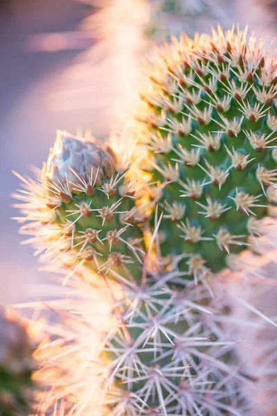 Egy Éles Tövisű Kaktuszt Ábrázoló Függőleges Lövés — Stock Fotó