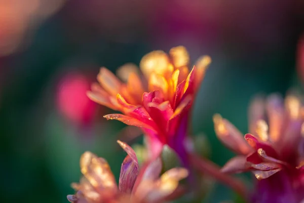 Eine Nahaufnahme Von Schönen Bunten Blumen Einem Botanischen Garten — Stockfoto