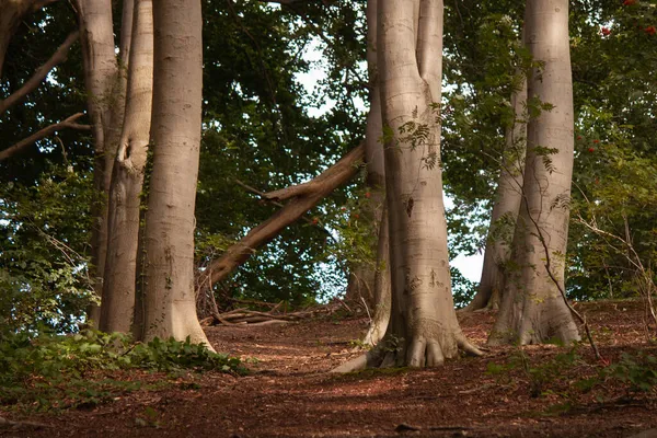 Close Árvores Floresta Com Troncos Grossos Raízes Grandes — Fotografia de Stock