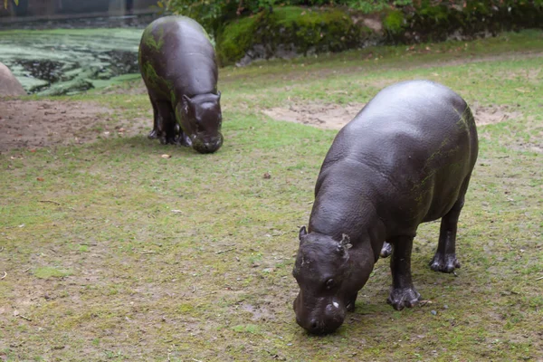 Dos Adorables Hipopótamos Bebé Pastando Campo Verde —  Fotos de Stock