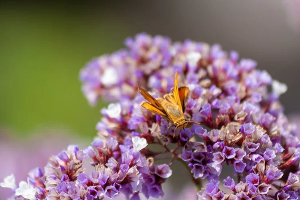 Крупный План Бабочки Шкипера Опыляющей Цветок — стоковое фото