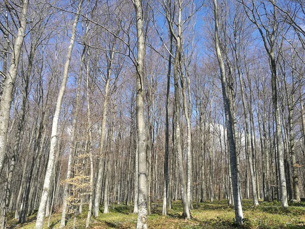 背の高い裸の木の森の中の晴れた朝 — ストック写真