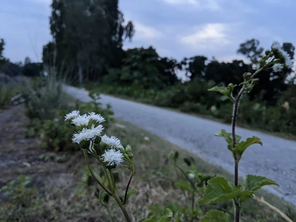 道路の横に白いAgeratum雑草の柔らかい焦点 — ストック写真