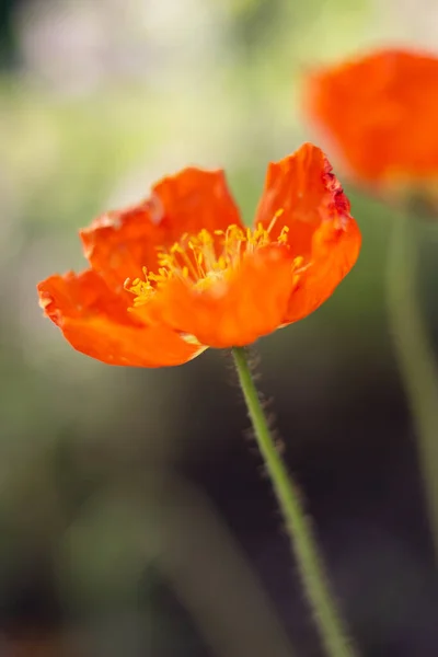 Vertical Shot Beautiful Red Poppy Blurred Background — Stock Photo, Image