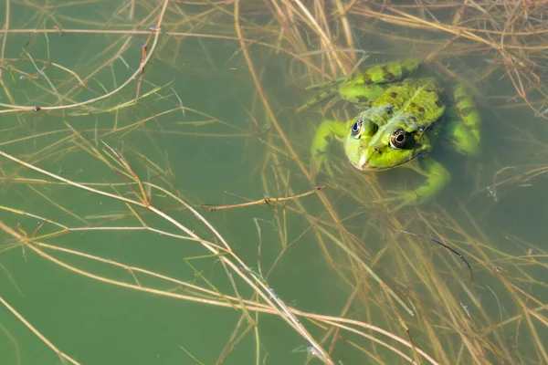 Closeup Green Frog Rana Esculenta Water — Stock Photo, Image