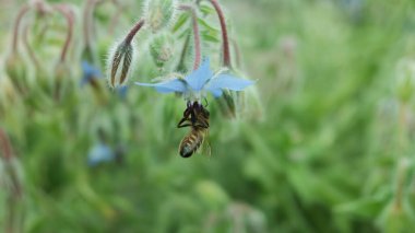 A selective focus shot of a bee on borage herb outdoors during daylight clipart