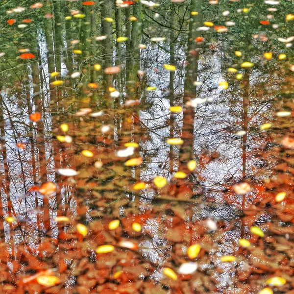 Een Kleurrijke Bladeren Het Water Gevallen Tijdens Het Najaar — Stockfoto