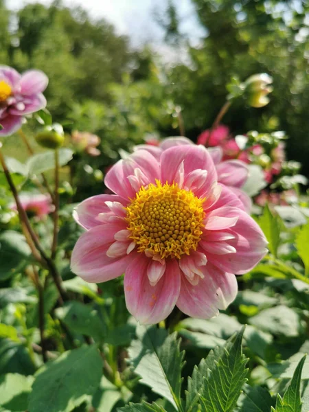 Tiro Close Uma Bela Flor Rosa Aster Jardim Sob Uma — Fotografia de Stock