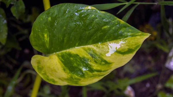 Detailní Záběr Zelených Rostlin — Stock fotografie