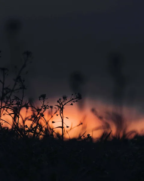 Tiro Vertical Silhueta Grama Seca Durante Pôr Sol — Fotografia de Stock