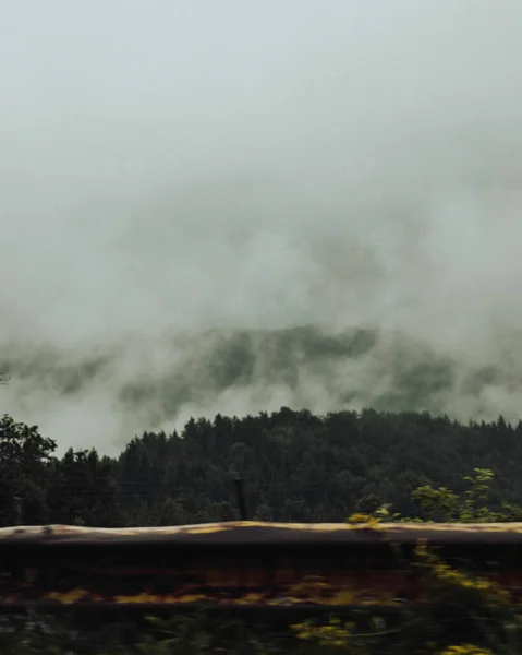 一片云雾覆盖的云杉林美丽的景色 — 图库照片