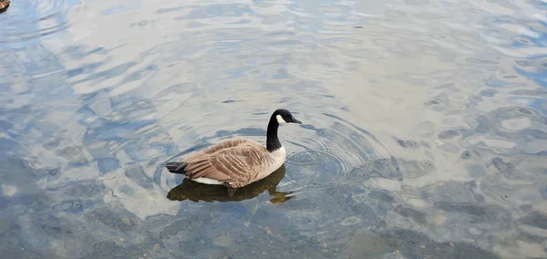 Una Hermosa Toma Cisne Lago — Foto de Stock